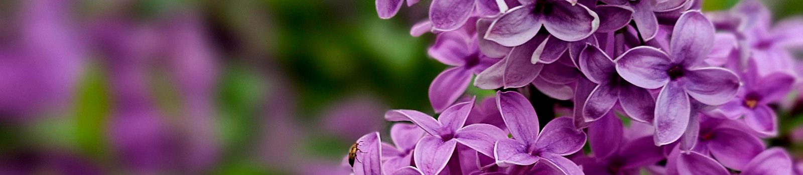春天的柏林：紫丁香的神奇世界