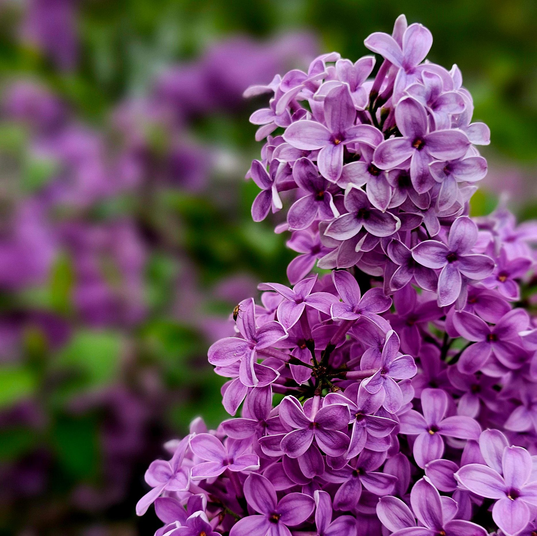 Berlin im Frühling: Die zauberhafte Welt des Flieders