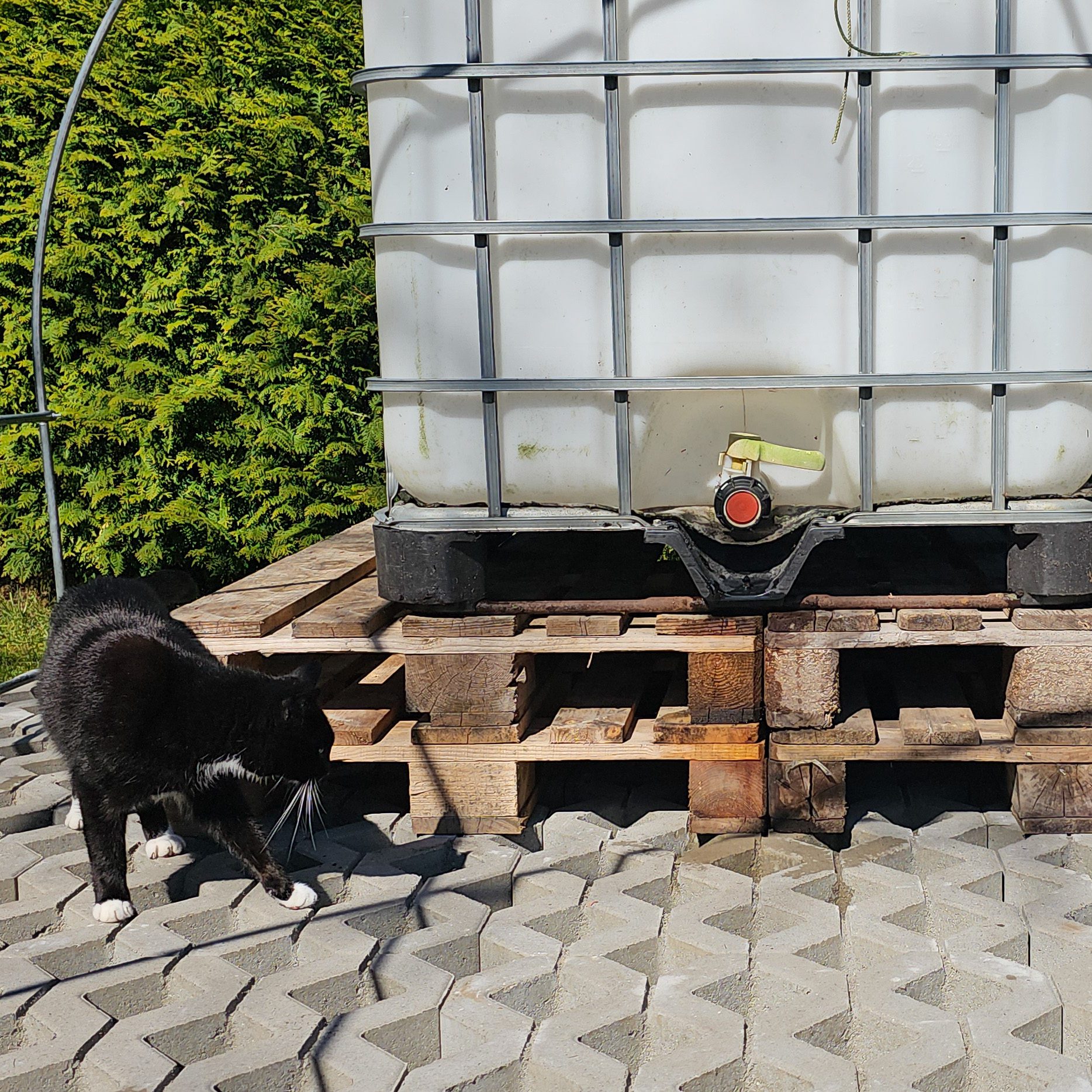 Happy inspeziert den neuen 1000l Wassertank