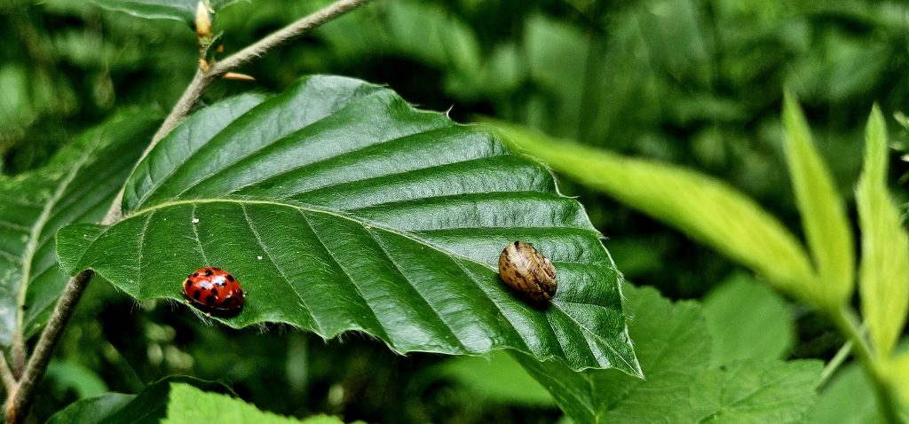 Harmonie der kleinen Welten: Die Begegnung von Marienkäfer und Schnecke