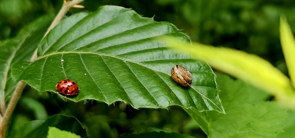 Harmonie der kleinen Welten: Die Begegnung von Marienkäfer und Schnecke