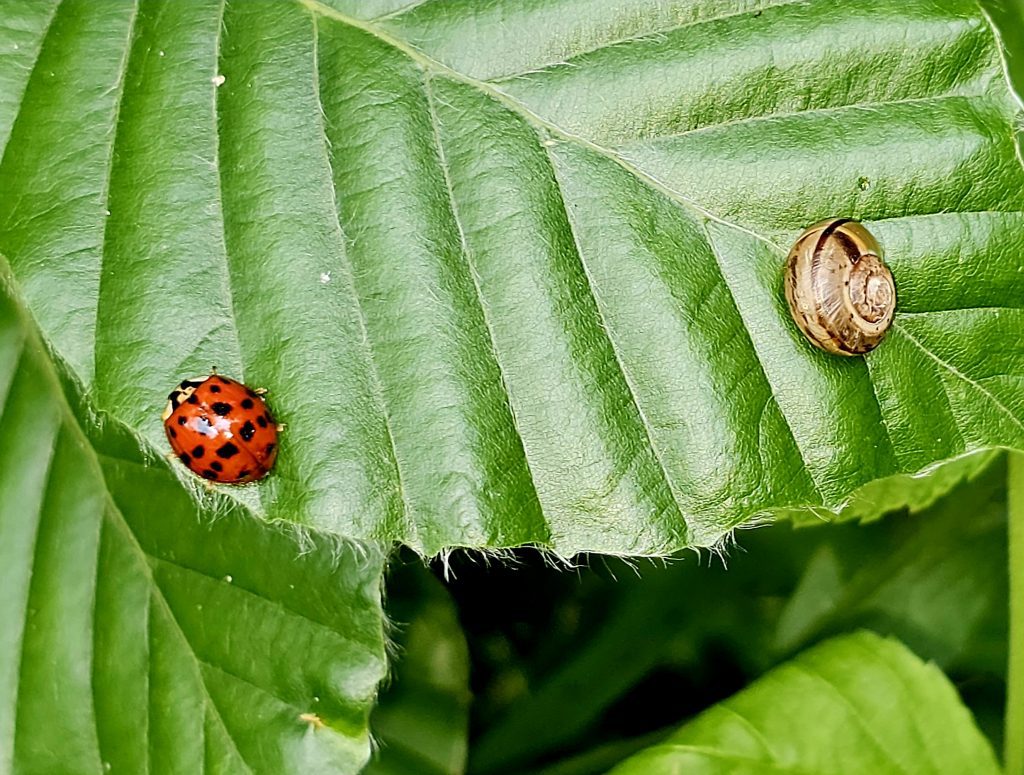Harmonie der kleinen Welten: Die Begegnung von Marienkäfer und Schnecke