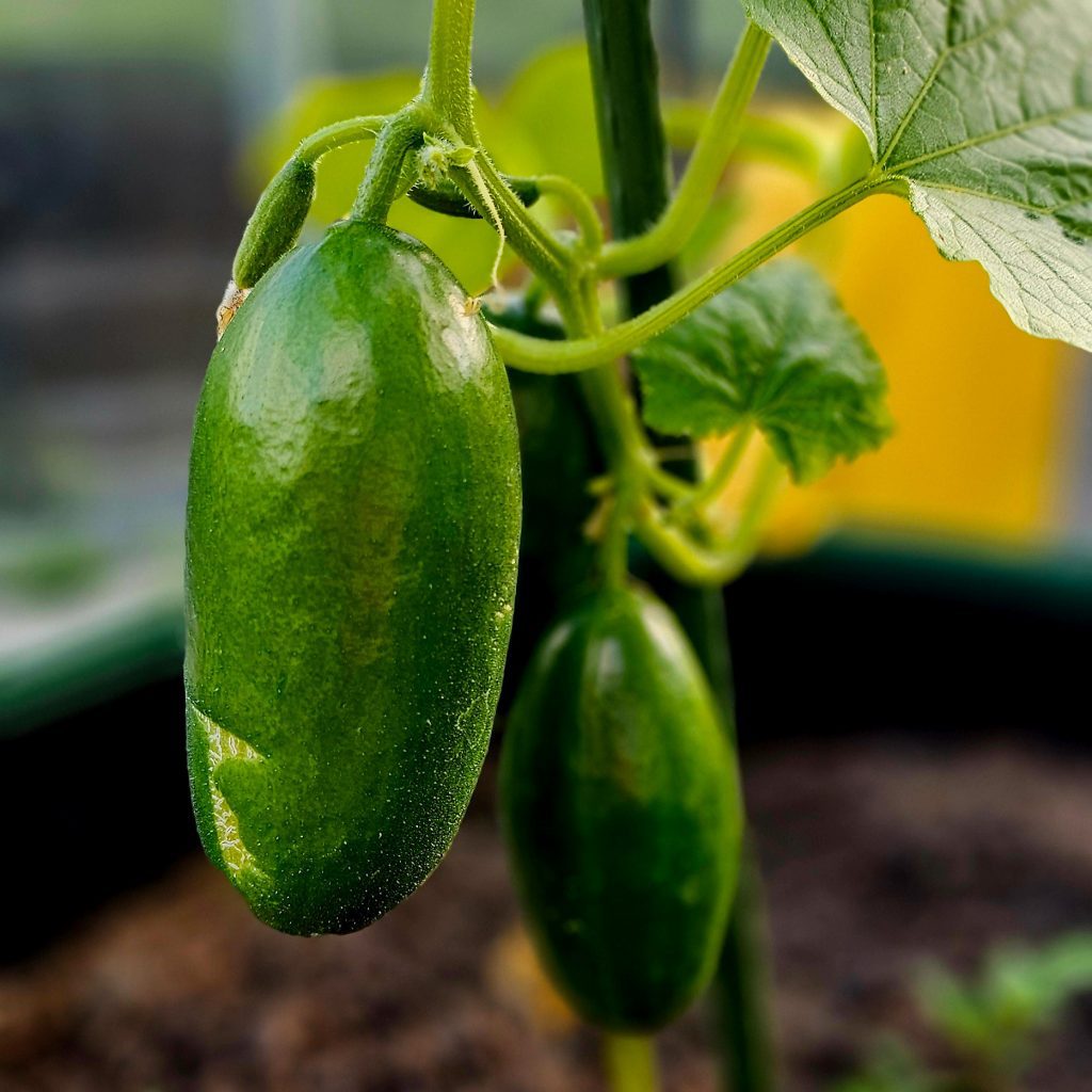 Gurken - Ein erfrischendes Wunder im Garten