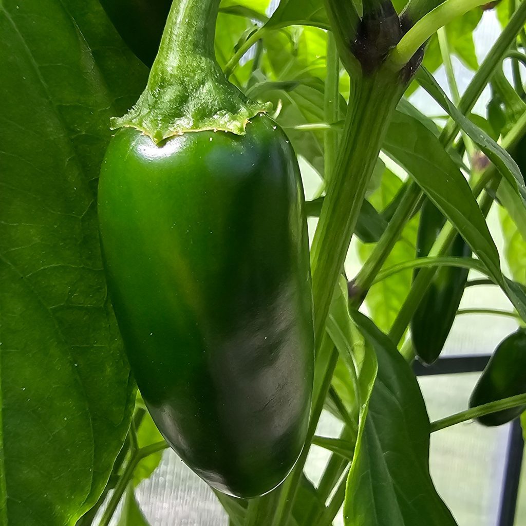 Chili Jalapeño: Der feurige Klassiker für Garten und Küche
