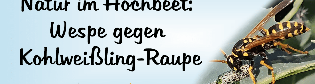 Natur im Hochbeet: Wespe gegen Kohlweißling-Raupe 🐛🦋