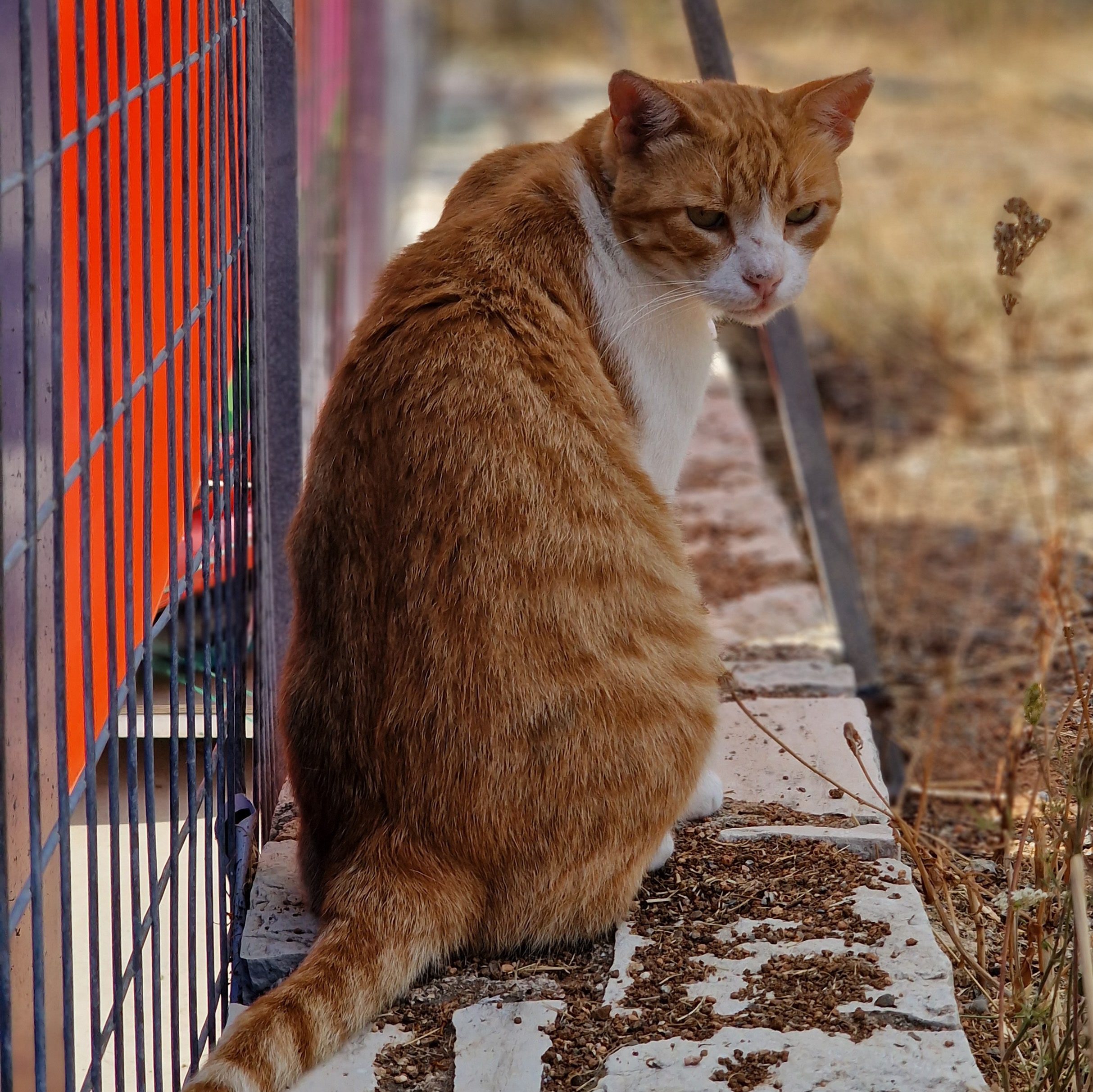 Katze in Chersonissos