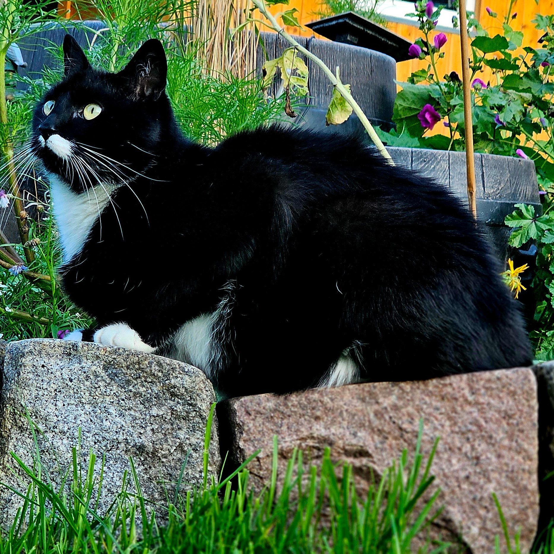 Abendwache im Garten: Happy genießt die letzten Sonnenstrahlen