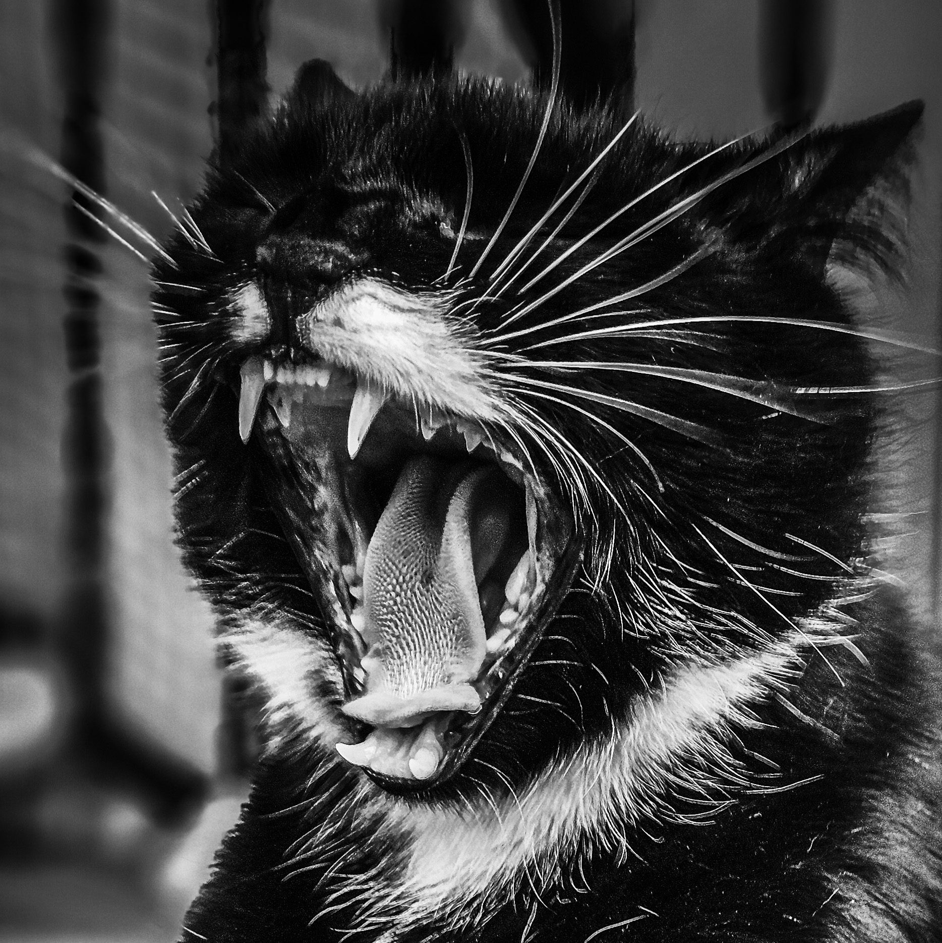 Majestätische Wildheit im Schwarz-Weiß