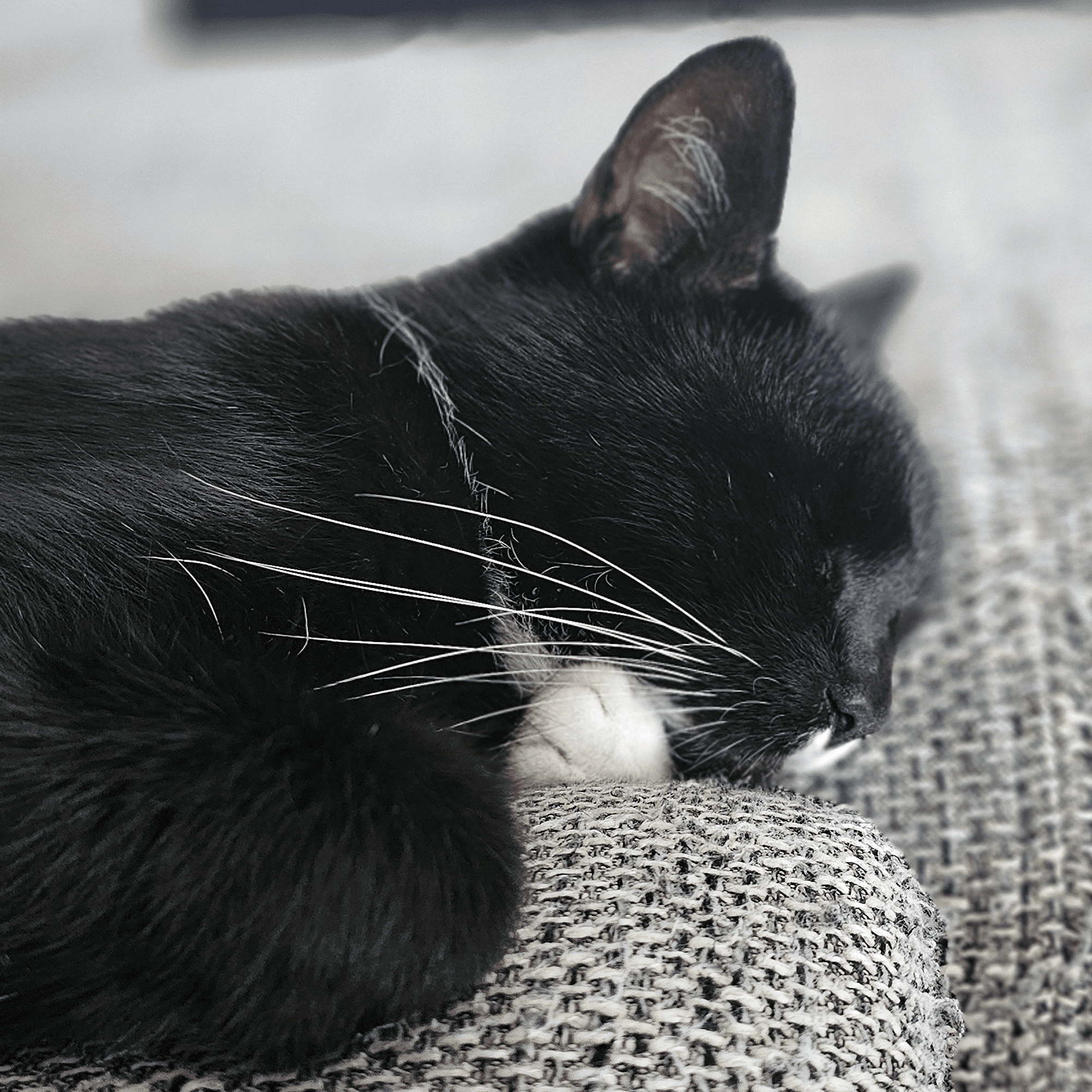 In Frieden versunken: Happy's sanfter Schlummer