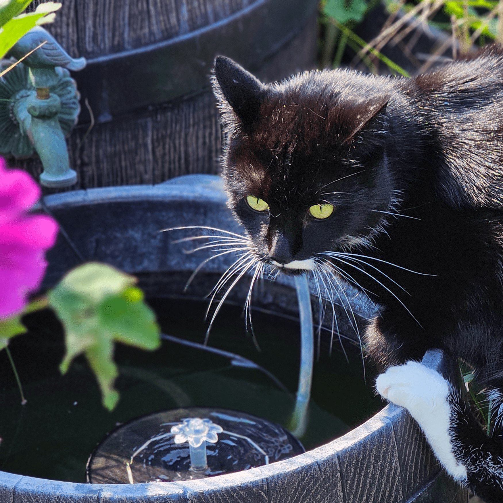 Lecker schmecker Brunnenwasser - Happys Trinknapf