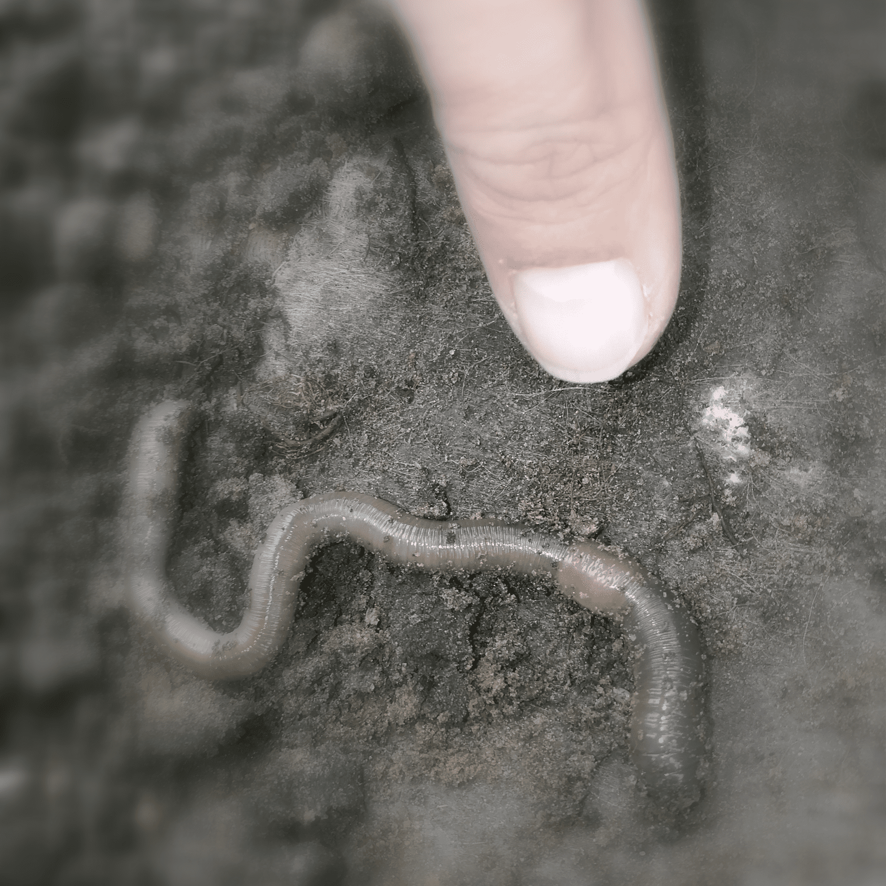 Der dicke Regenwurm – Ein unscheinbarer Held im Boden