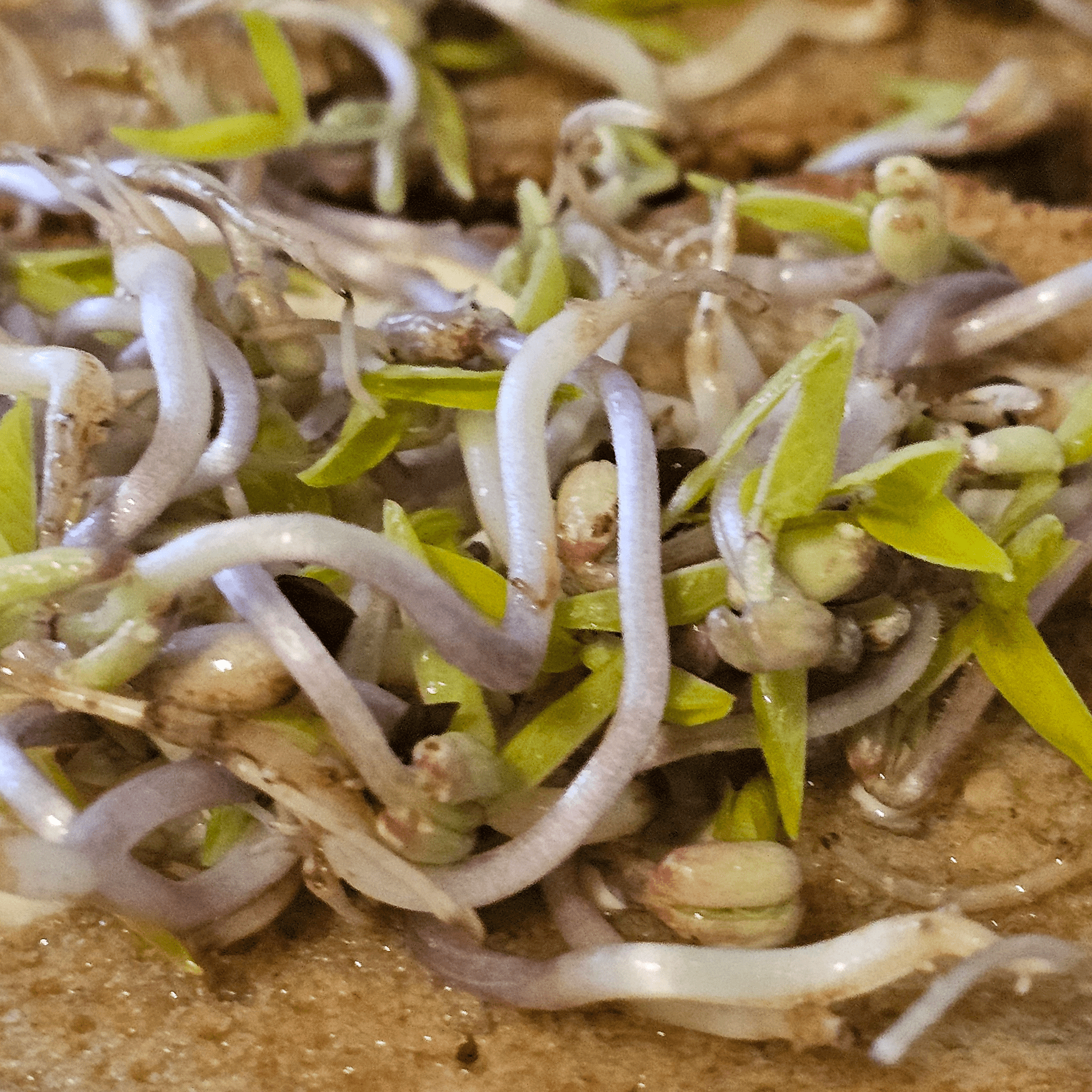 Die Mungbohne: Der kleine Nährstoff-Riese für deine Küche