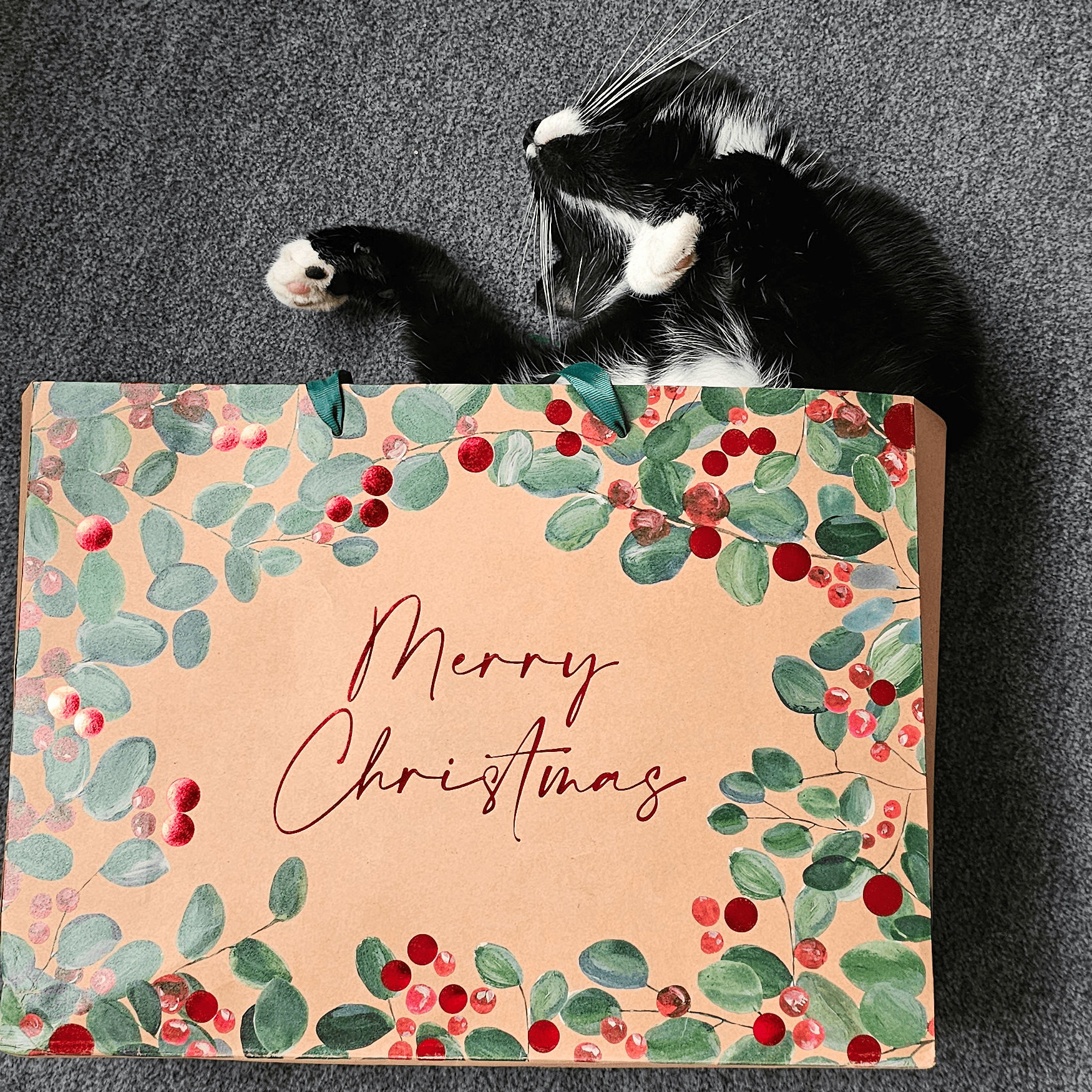 Kater Happy und sein Weihnachtsglück