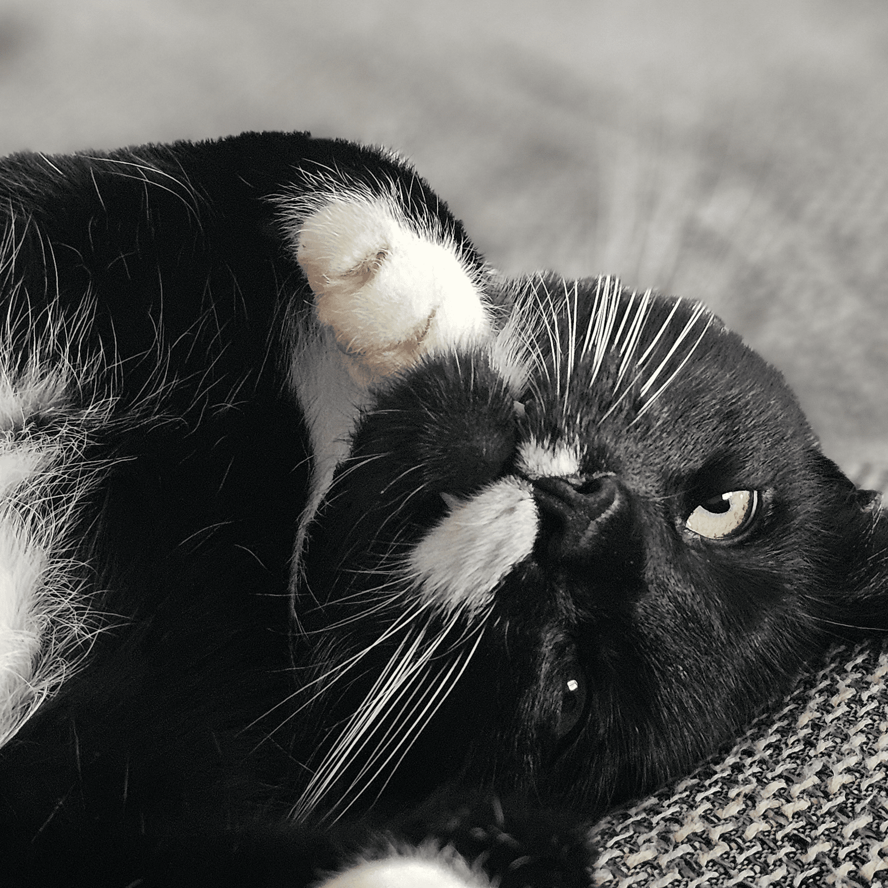 Kuschelkönig auf der Couch – Entspannung in Perfektion!