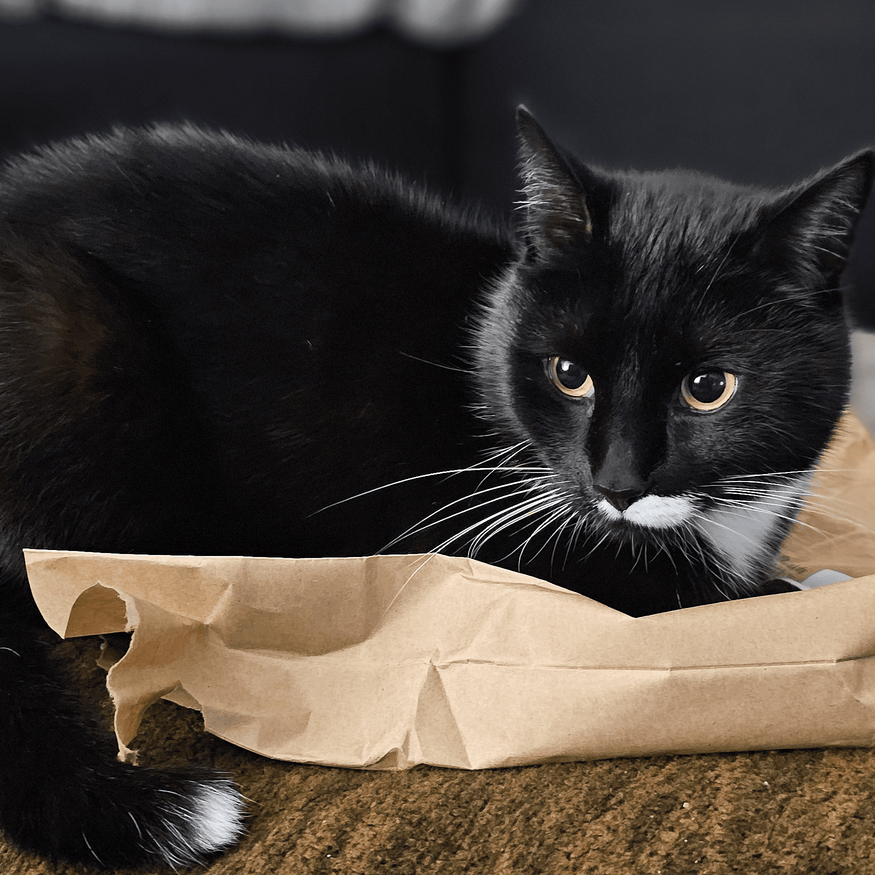 Ein gemütlicher Moment auf raschelndem Papier